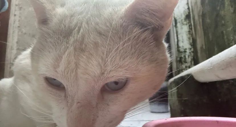 Gato para adoção  - Foto 2