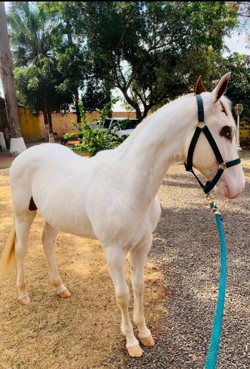CAVALO POTRO PAINT HORSE P.O - Foto 3