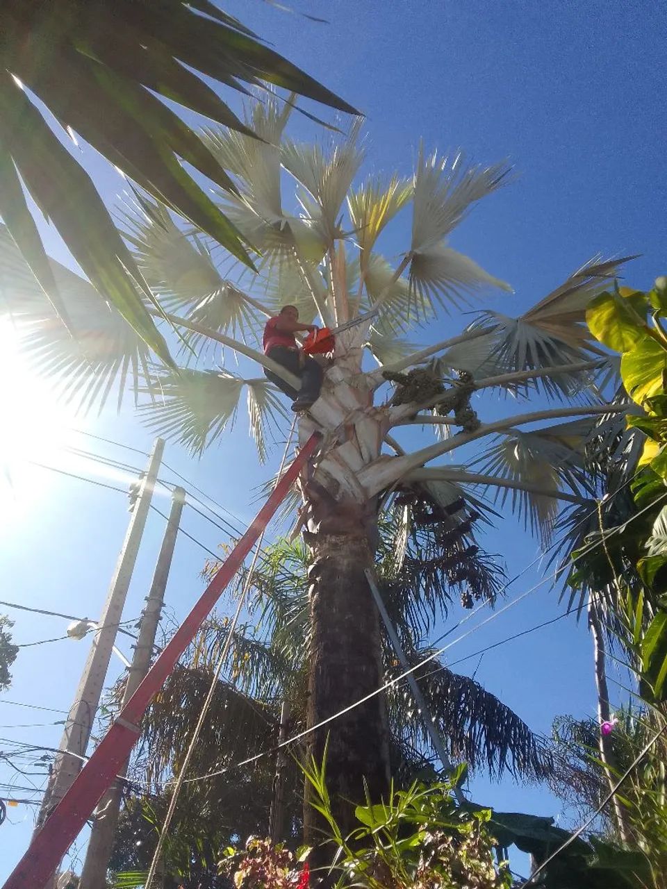 Poda de árvores  zap * - Foto 2