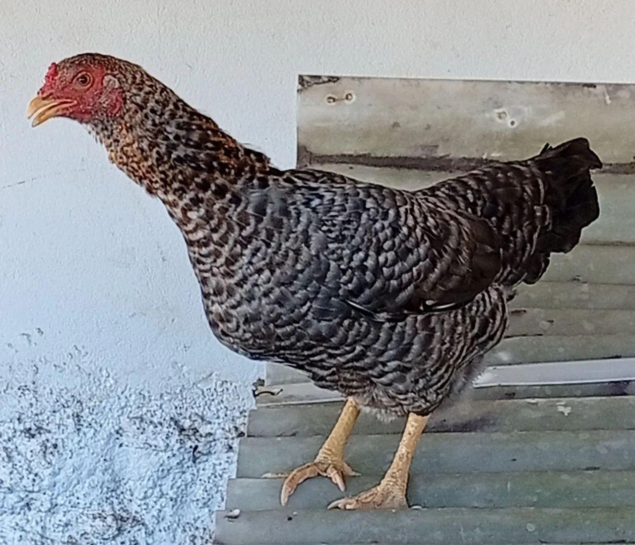 Galinha Caipira Jovem