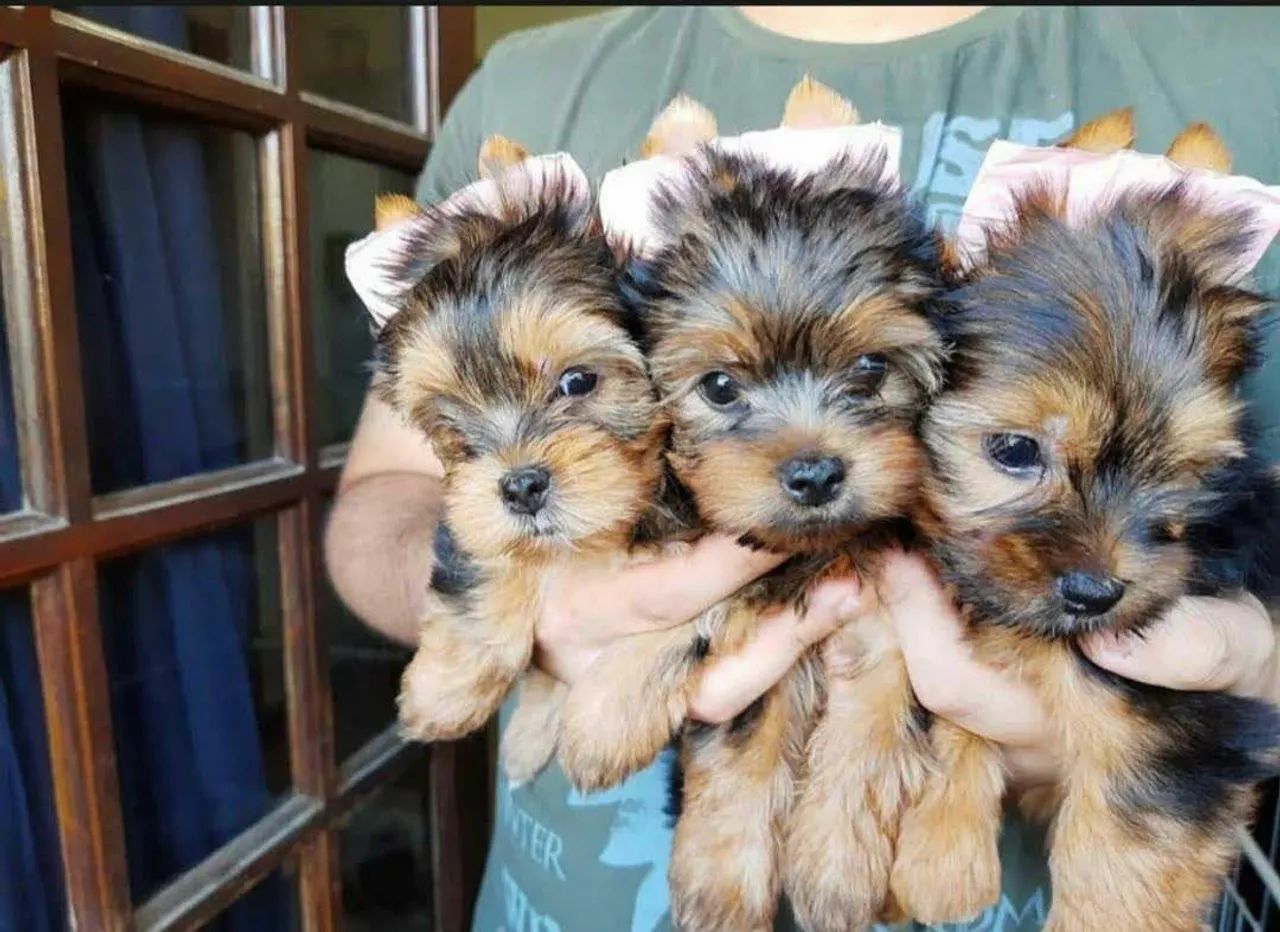 Filhotes de Yorkshire micrinhos pais com pedigree aceito cartões em até 12x  - Foto 2