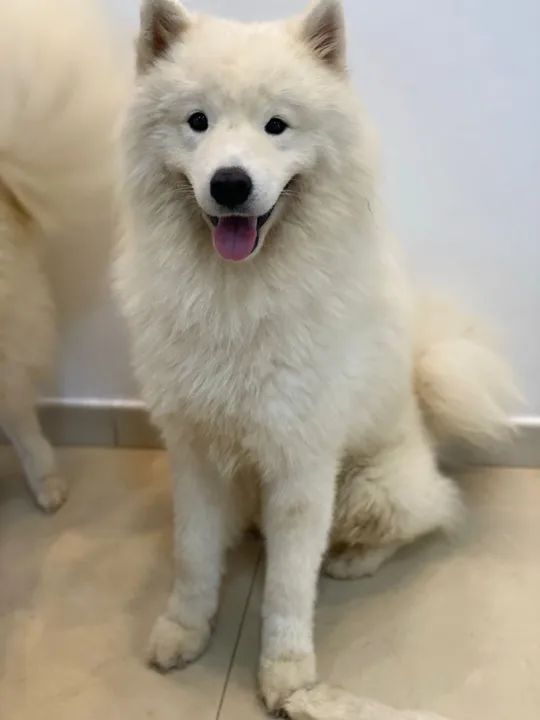 Filhotes de Samoieda  - Foto 5