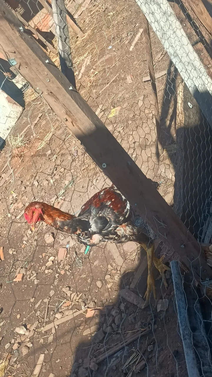 Vendo frango indo