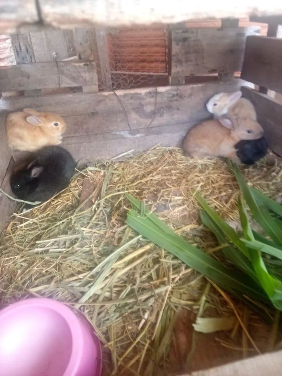 Coelho epets, pouquinho da índia (casal) - Foto 2