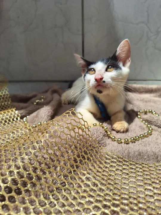 Gatinho disponível para adoção - Foto 3