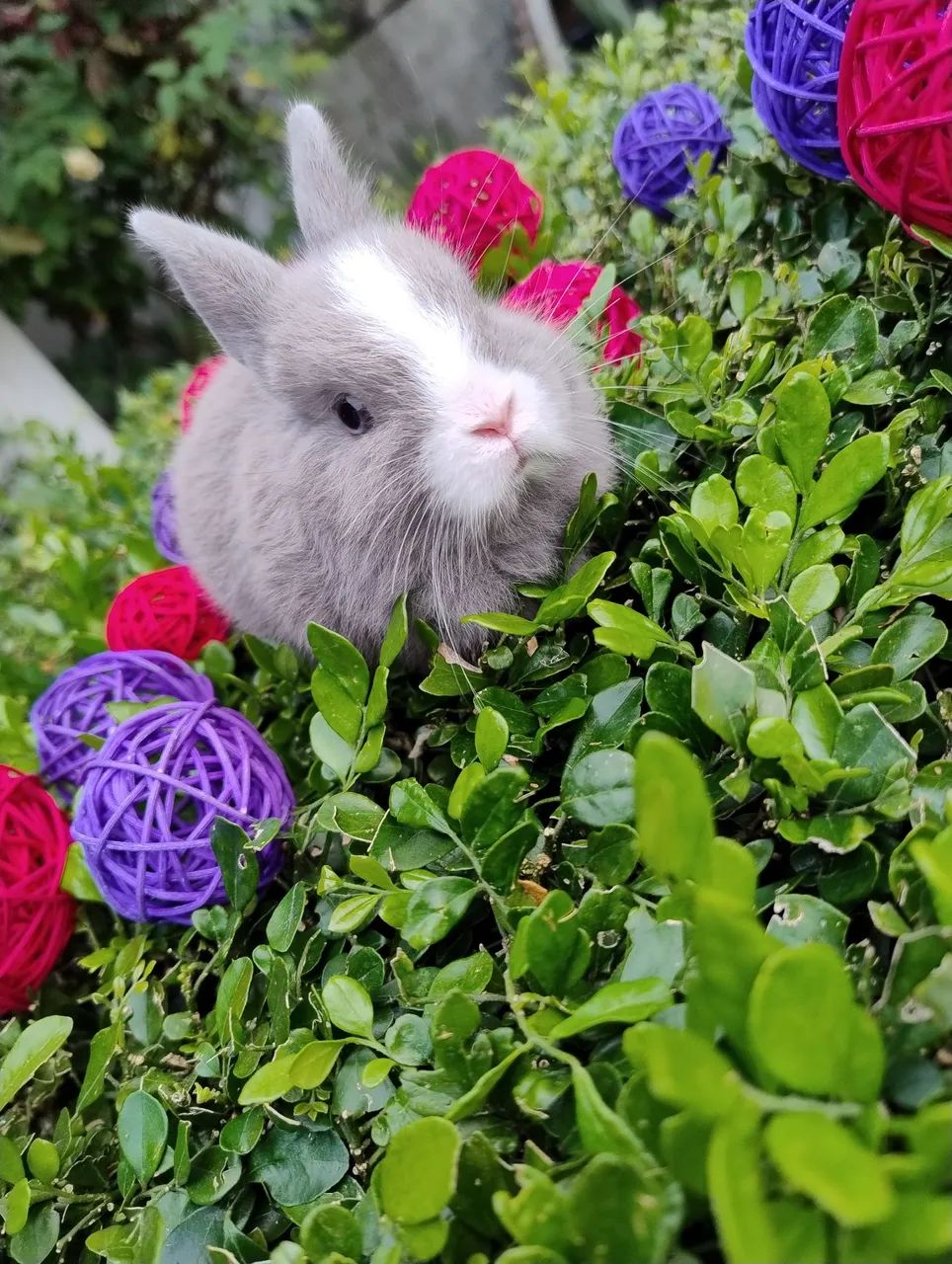 Coelho Netherland disponível 