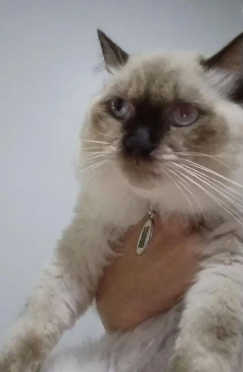 Gato persa a procura de namorada em Cuiabá MT  - Foto 2