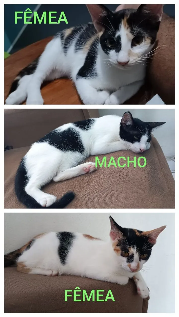 lindos gatinhos para adoção responsável 