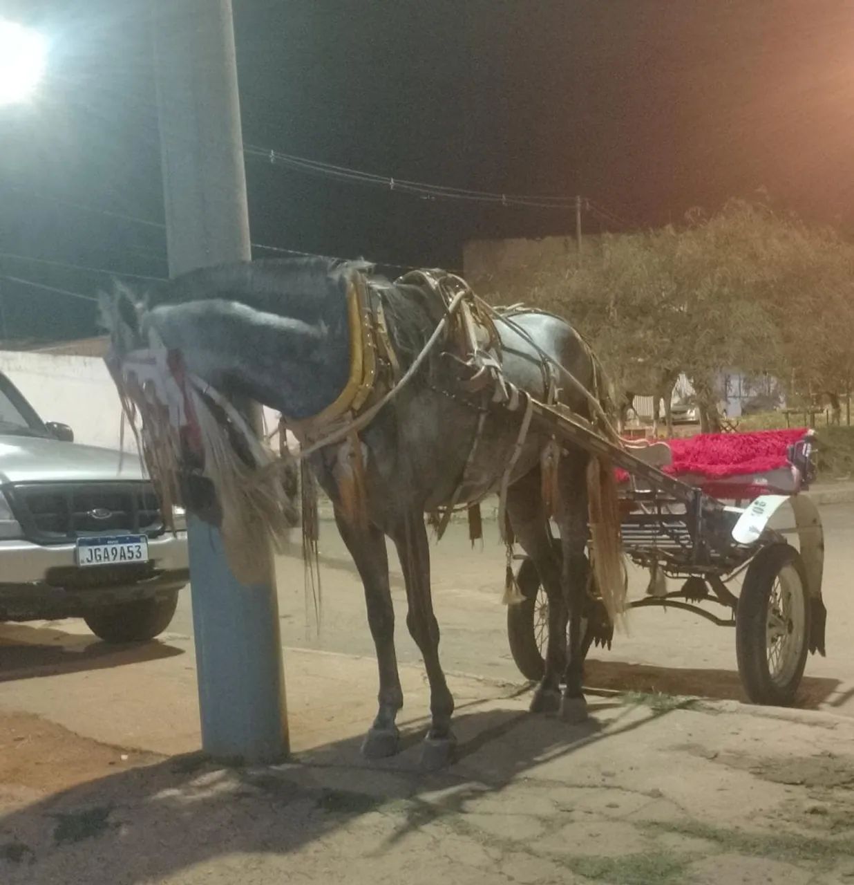 Cavalo american trotter  - Foto 4