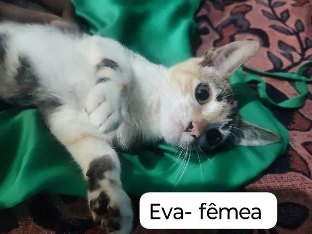 Gatinhos para adoção responsável  - Foto 3