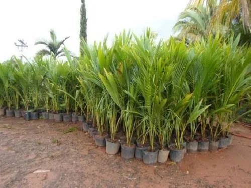 Mudas de Coqueiro - Pronta para o Plantio - Foto 3