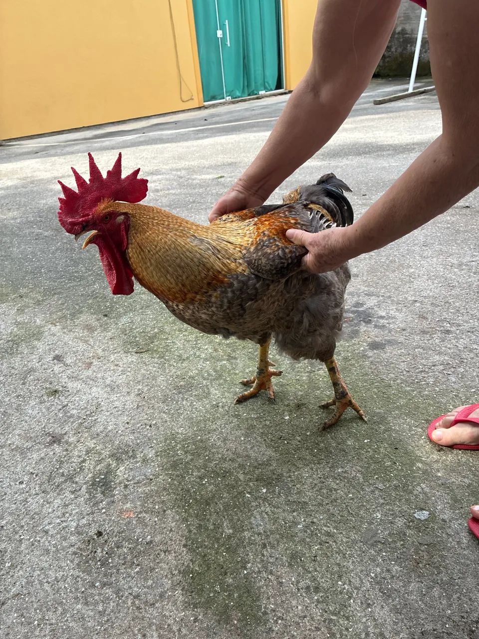 Galo  - Foto 3