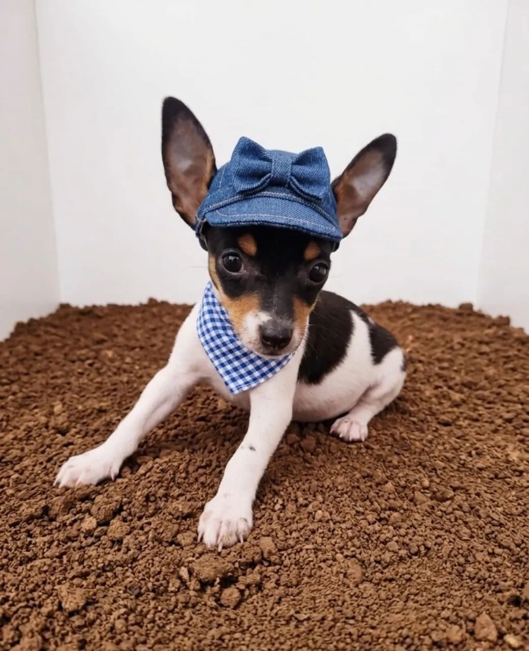 Mini Pinscher Companheiro e Super Leal 
