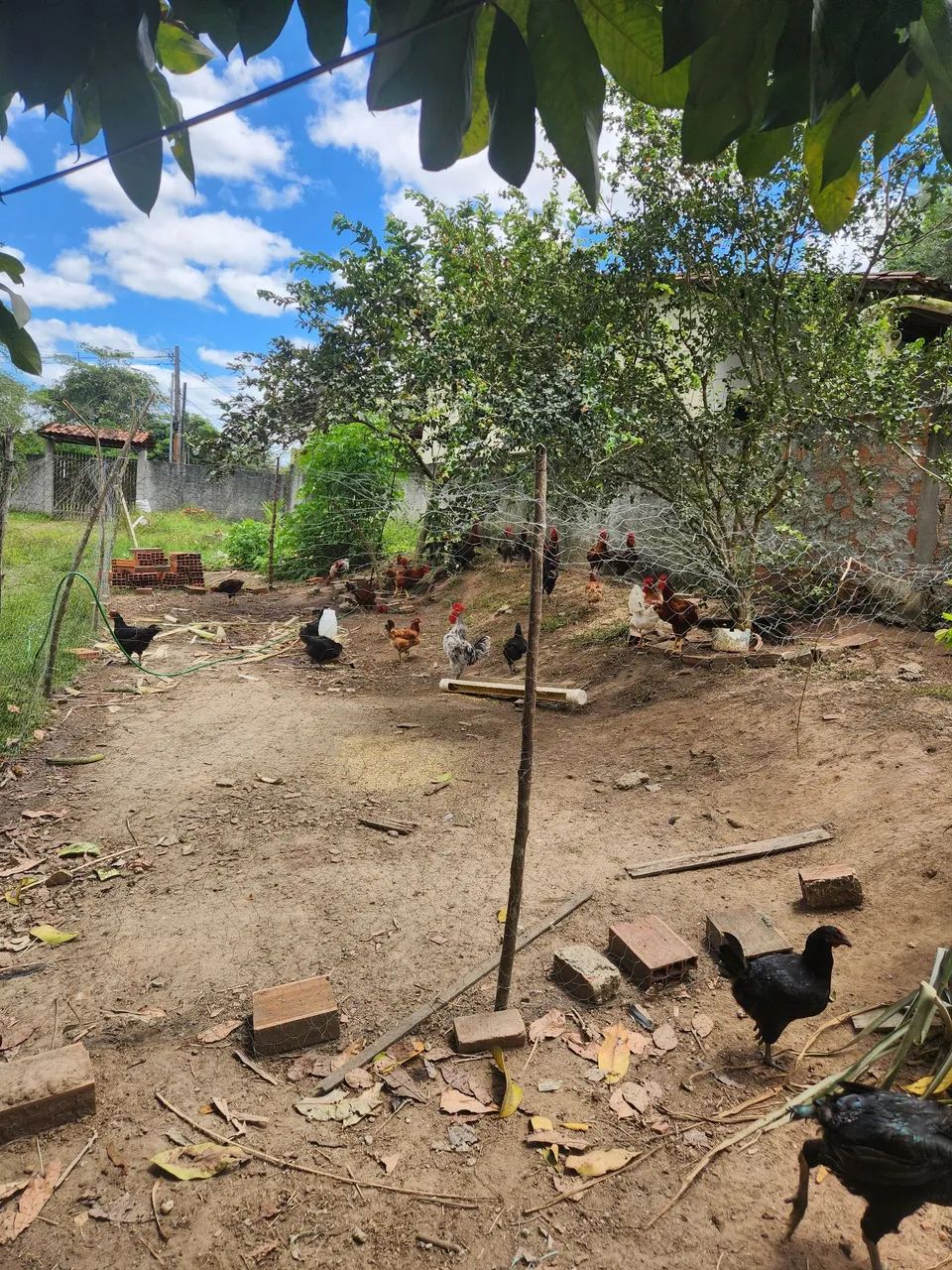 Frangos e Galinhas Capoeira criados soltos.  - Foto 2