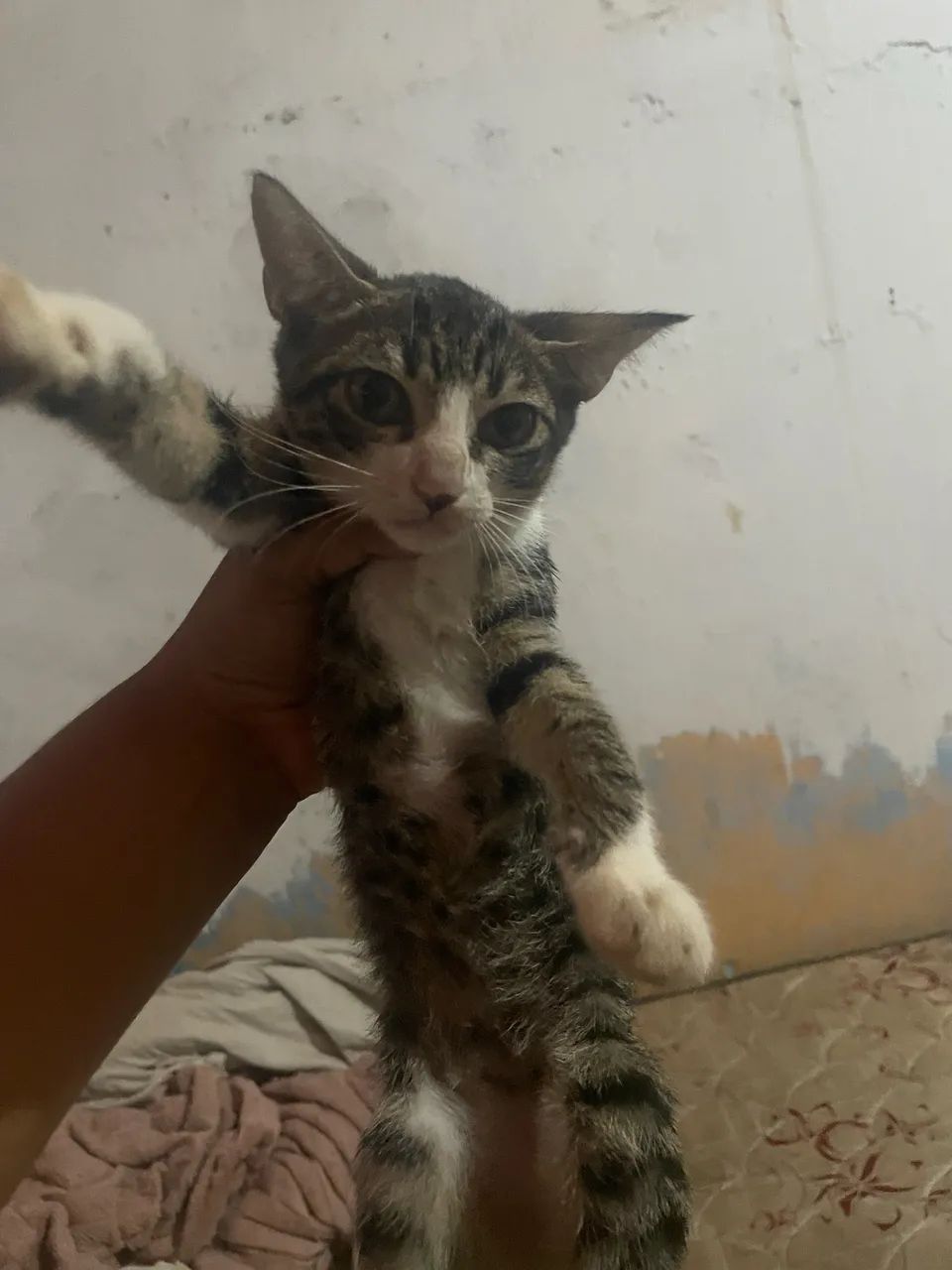 Doação  - Foto 2