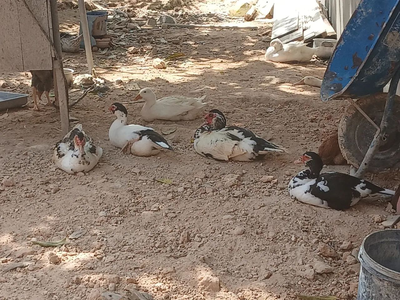 Pato