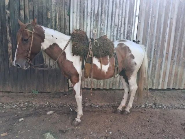 Lindo Cavalo Crioulo Tobiano, jovem, manso e bem domado, Castrado. - Foto 2
