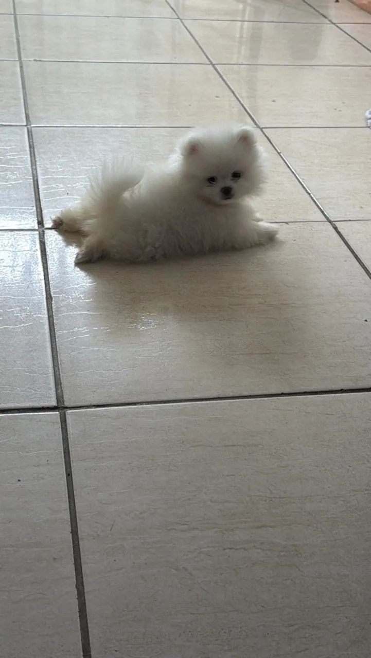 VENDESSE LULU ANÃO - Foto 2