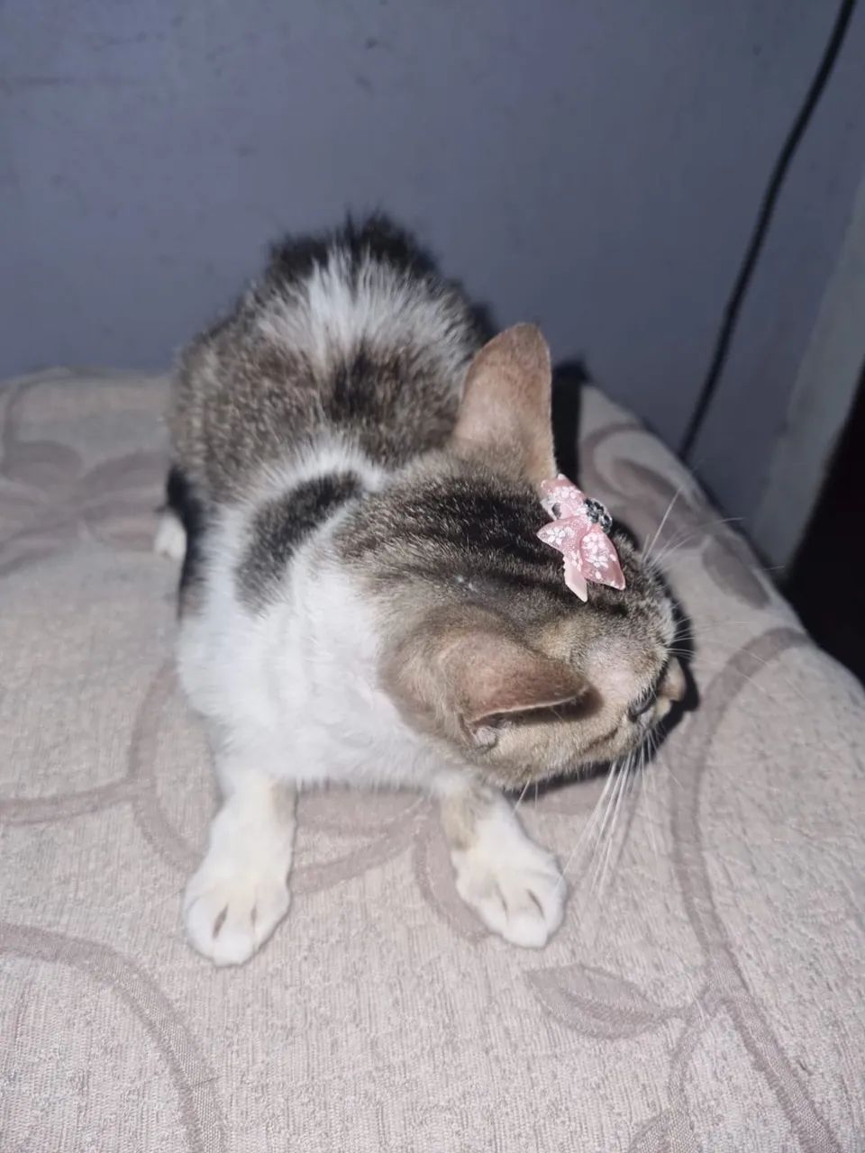 Doa-se gatinha 10 meses castrada  - Foto 6