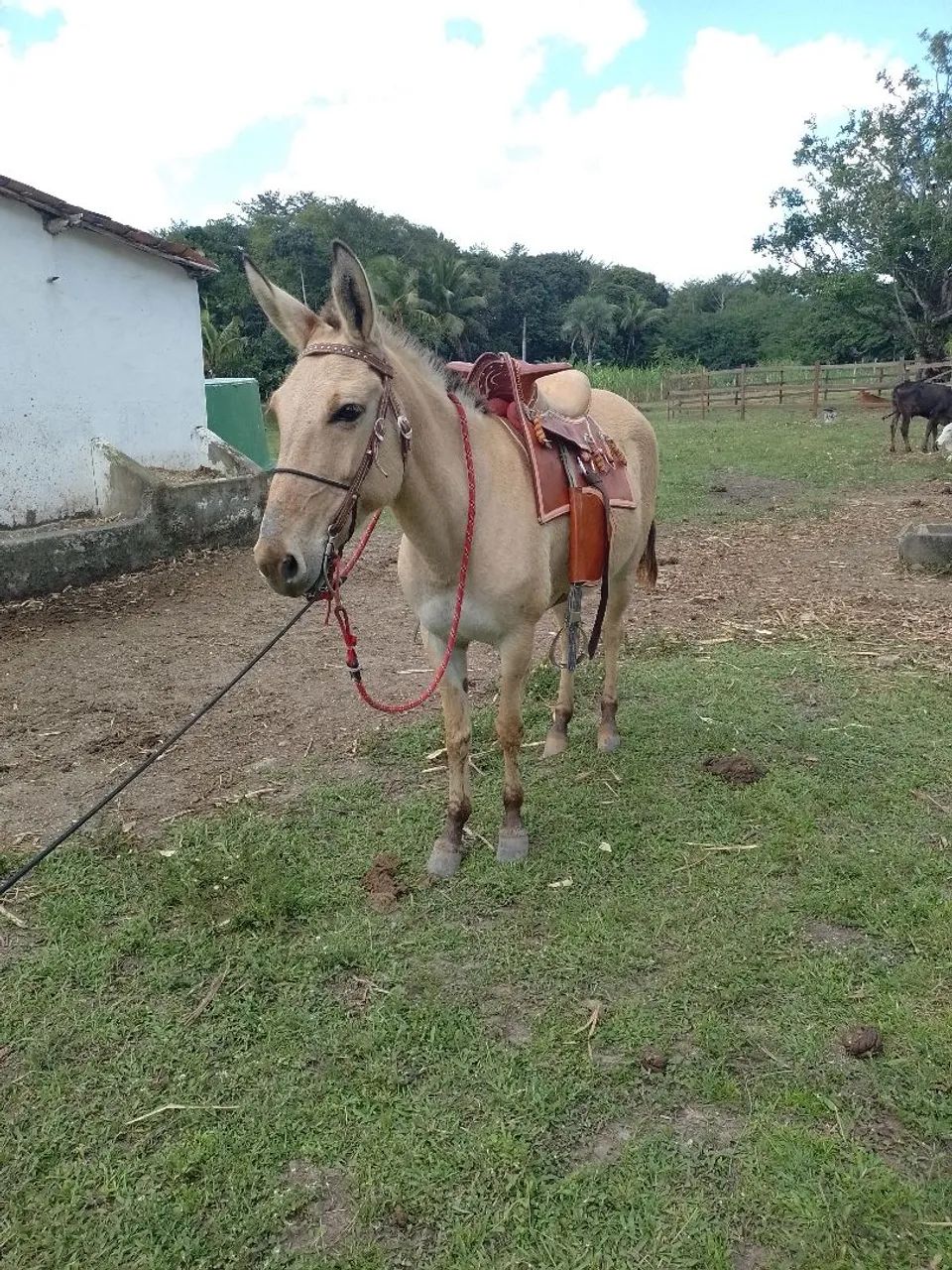 Burra Topada - Foto 3