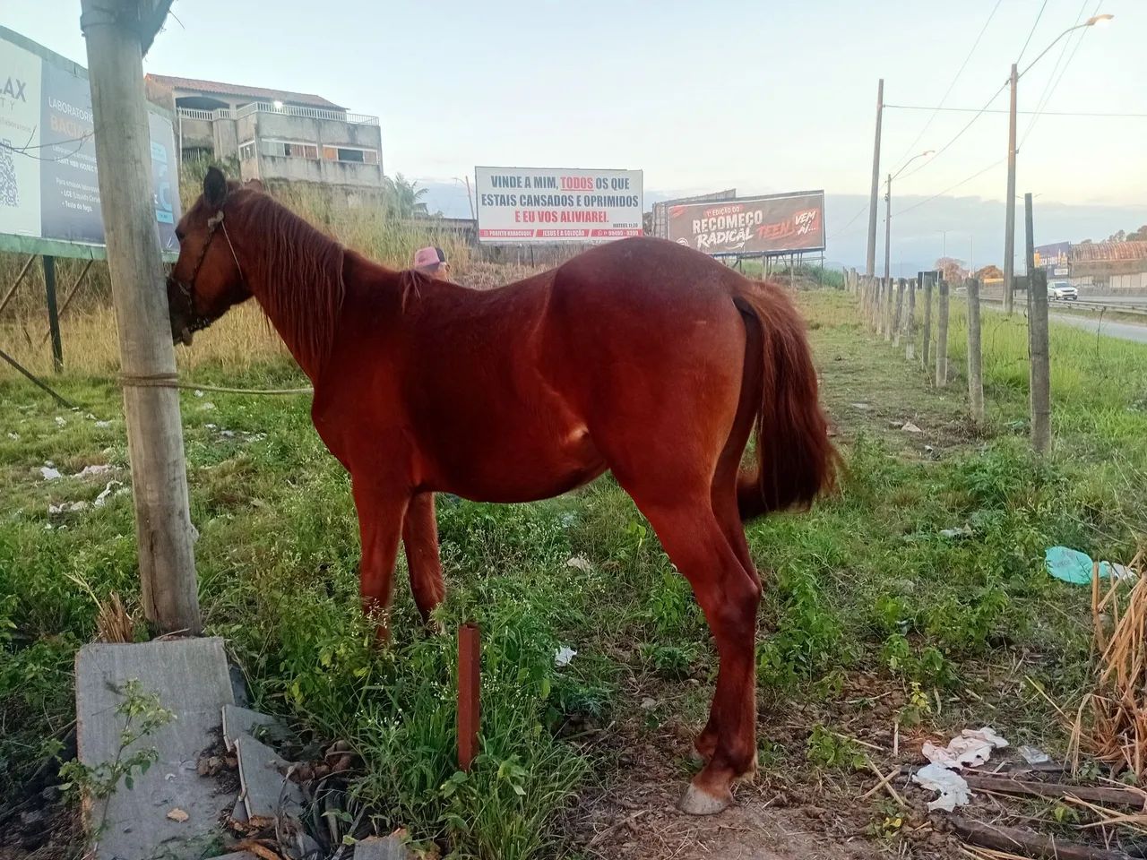 1 Potro e 1 Mula - Foto 5