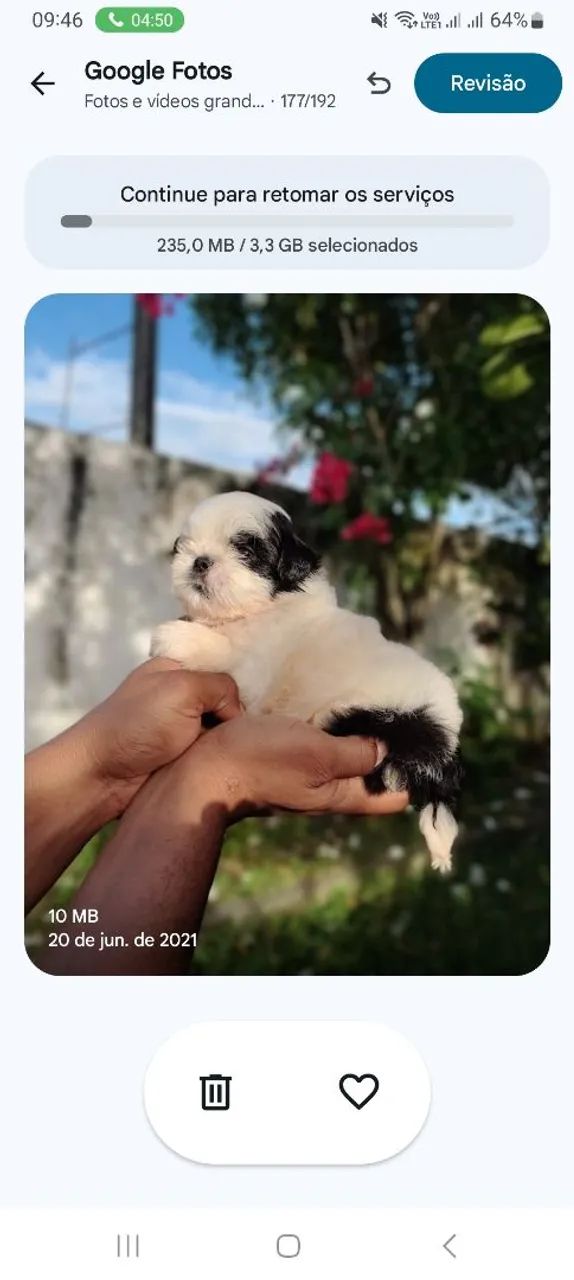Bebês Shihtzu Disponíveis 
