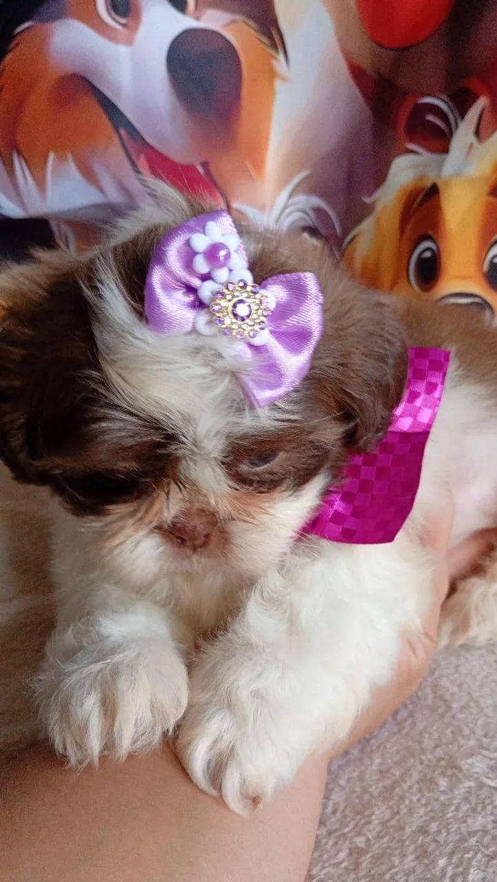 Que  lindas ? - Foto 2