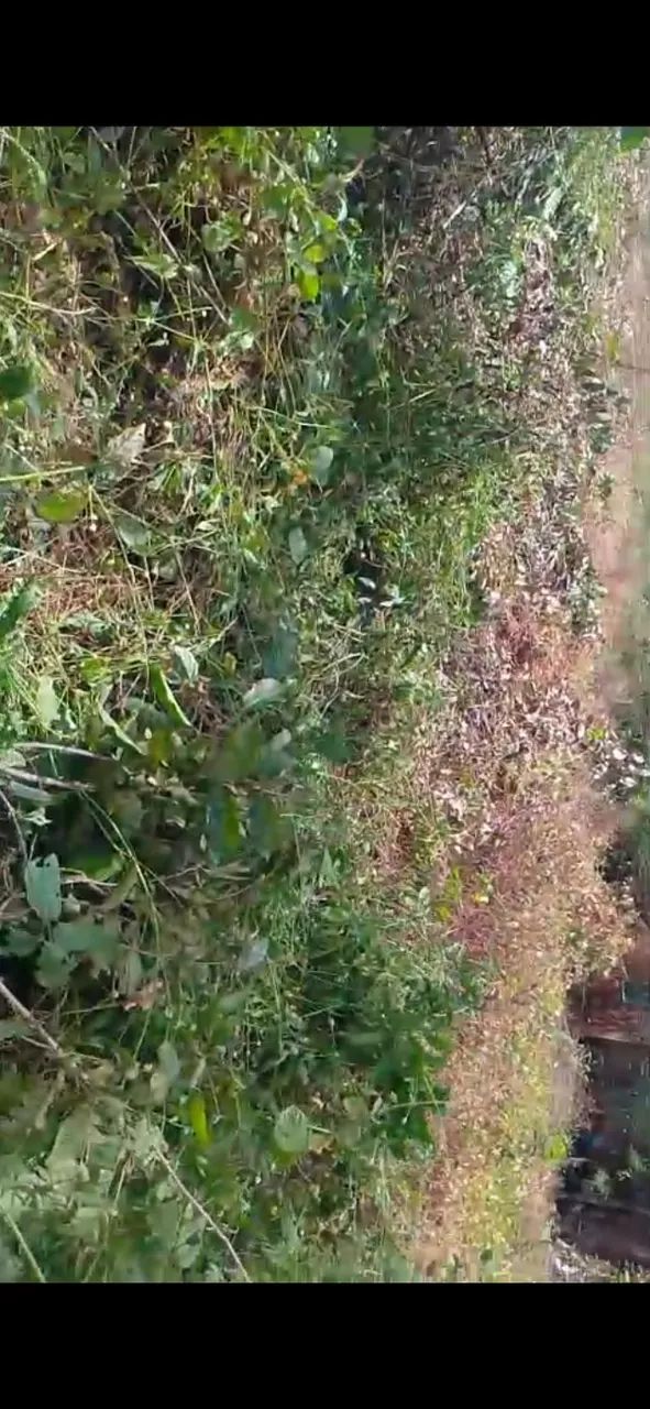 Terreno para sítio  - Foto 2