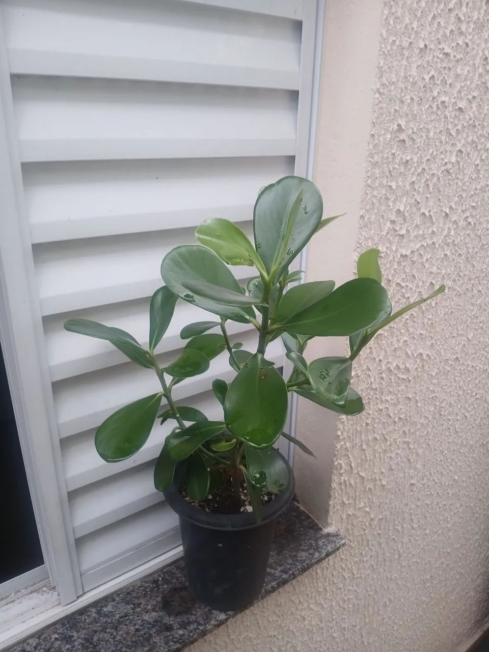 Clúsea - Foto 2
