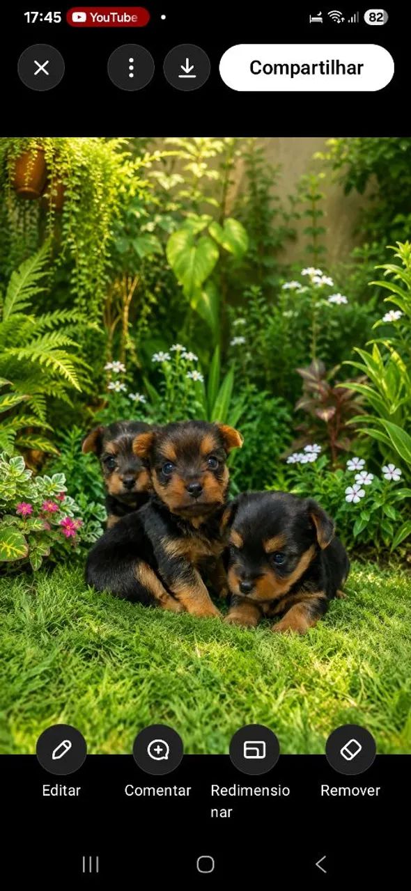 Lindos Yorkshire macho 