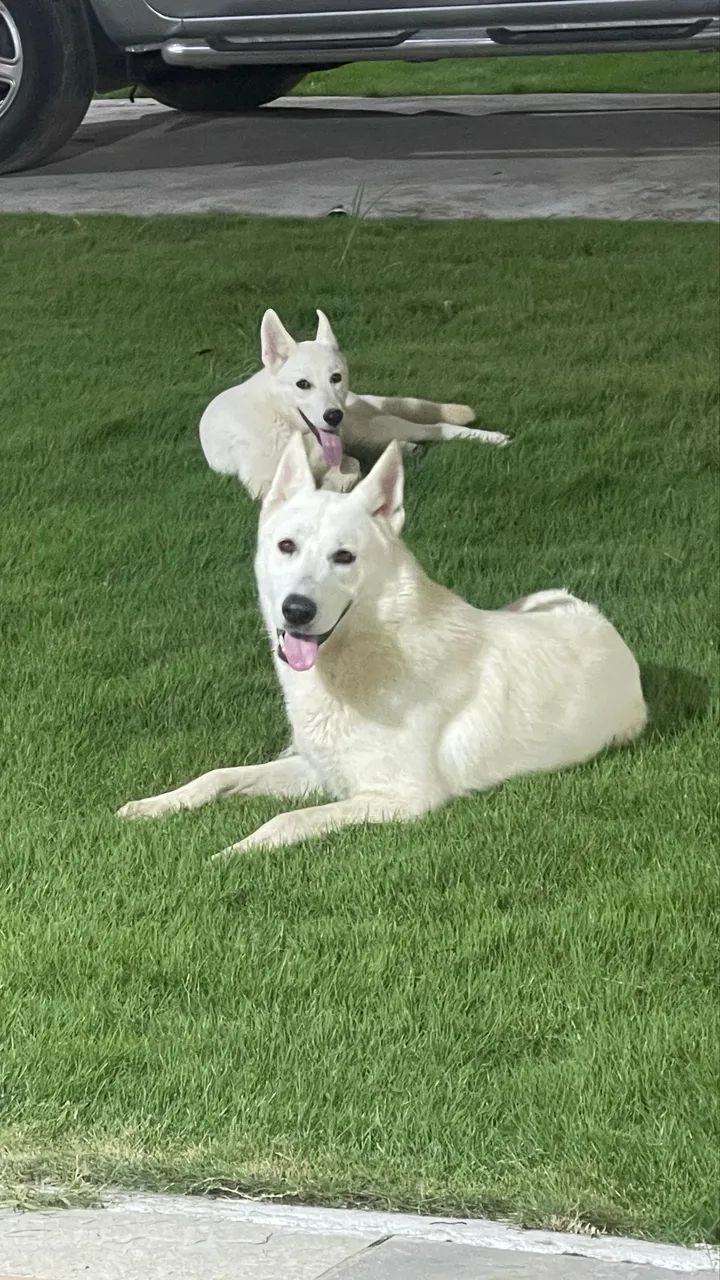 Pastor alemão suíço - Cachorros - Aldeia dos Camarás, Camaragibe