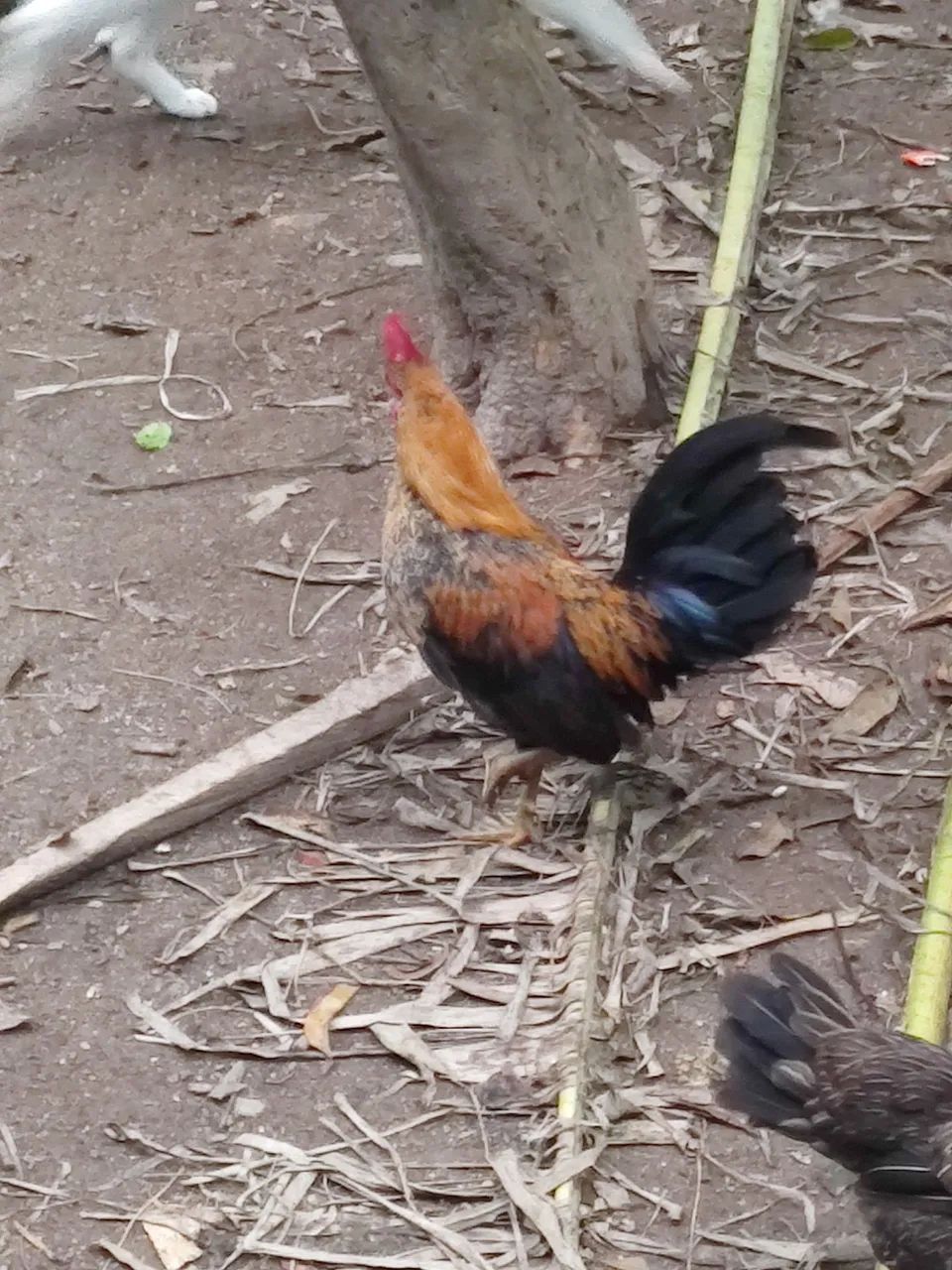 Galos garnisé  - Foto 3