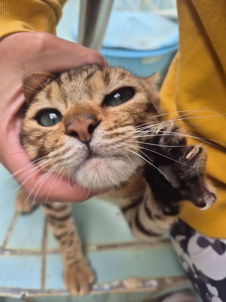 Gata Bengal Inteira
