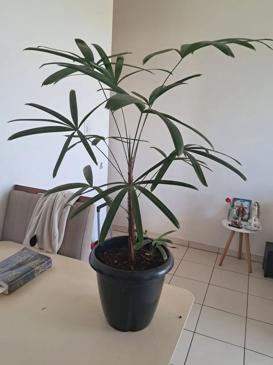 Planta - Foto 2
