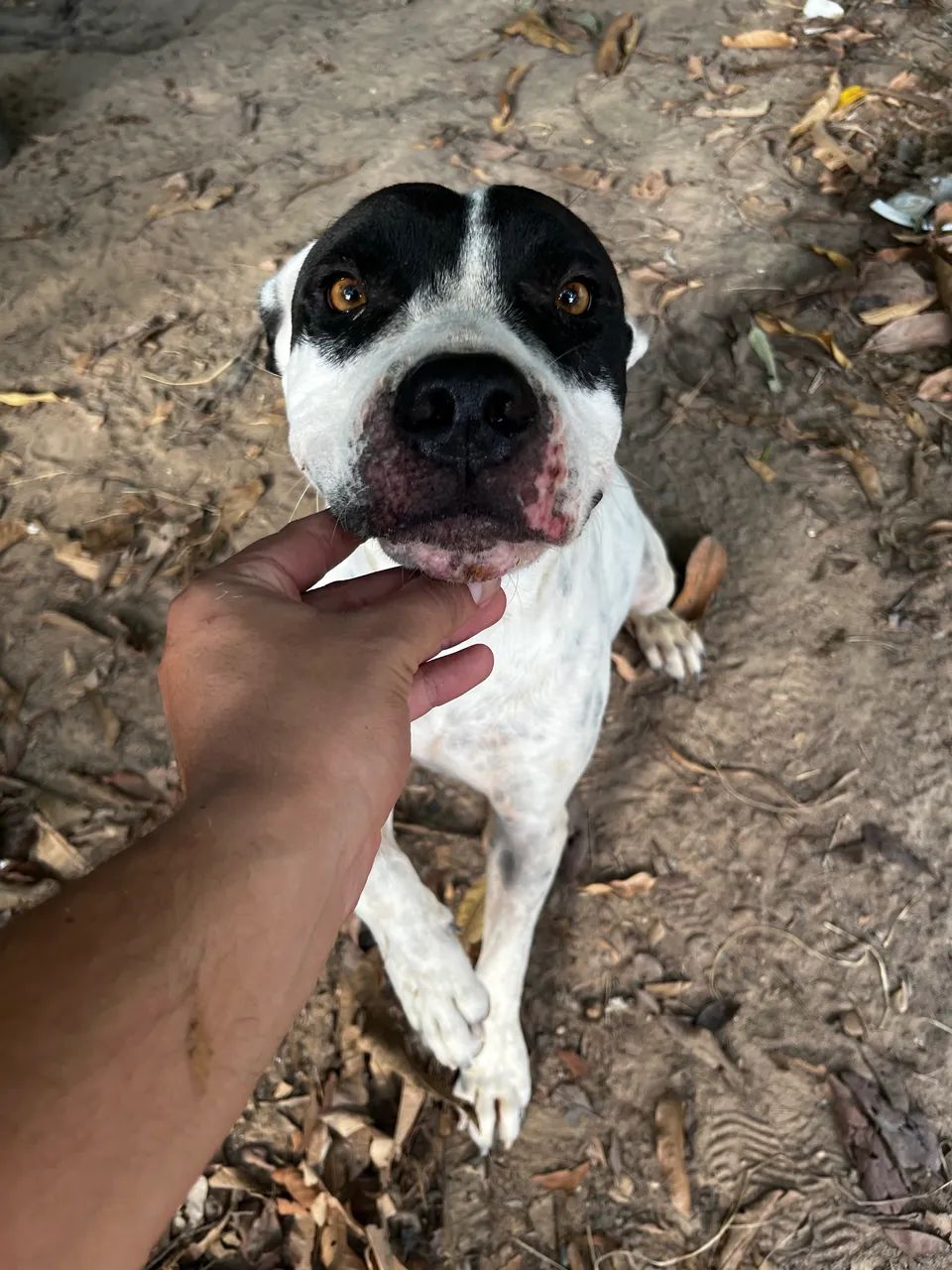 Pit bull - Foto 3