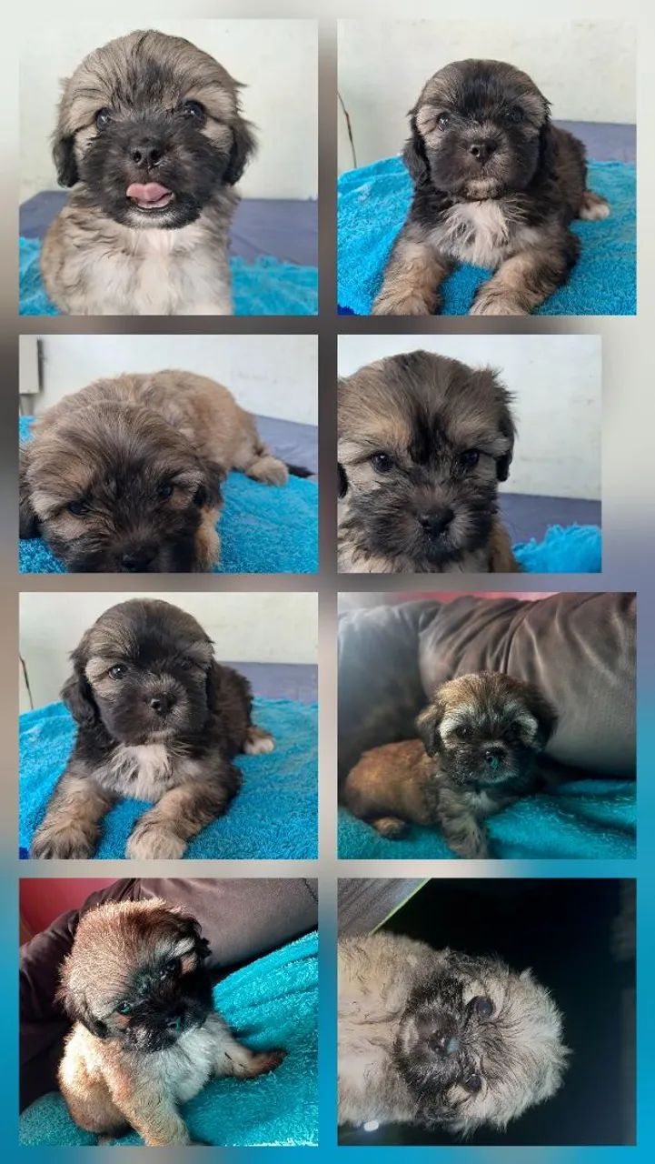 Cachorro