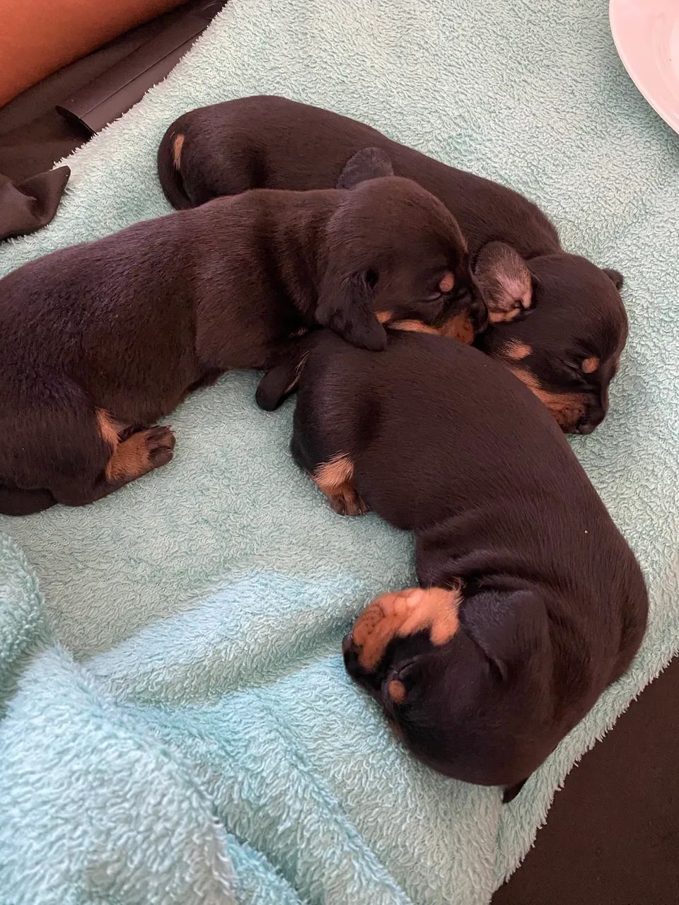 Dachshund - Foto 5