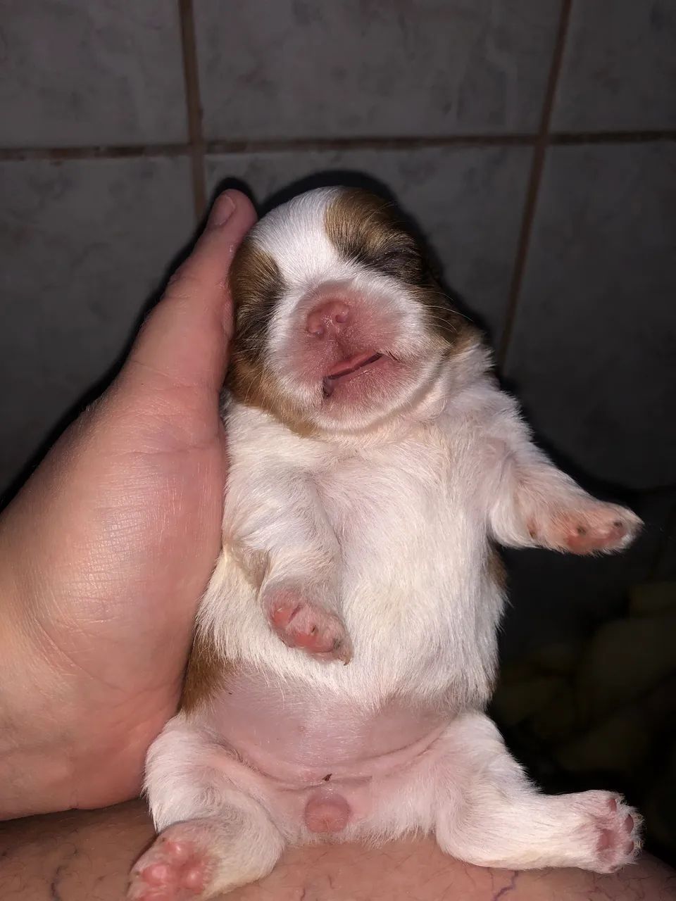 Shihtzu 