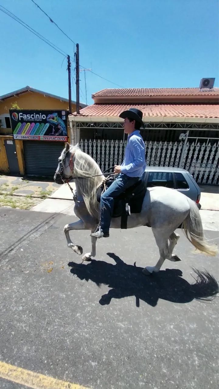 Cavalo Puro Sangue Lusitano Tordilho  - Foto 5
