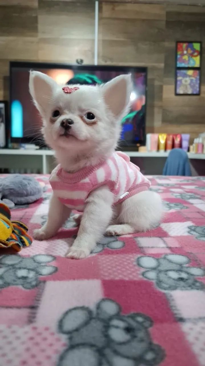 Chihuahua  fêmea  - Foto 4