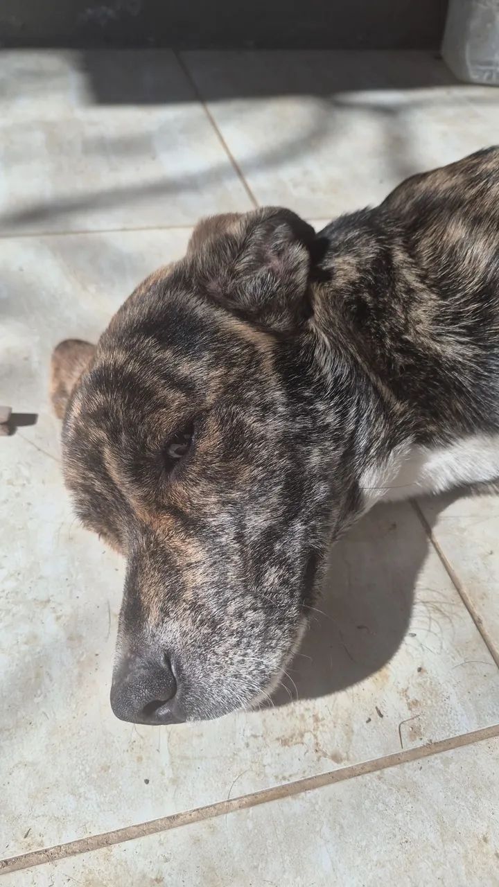 Doação de cachorrinho - Foto 2