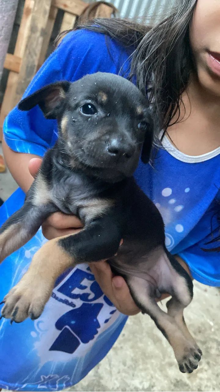 Cachorros - Foto 2