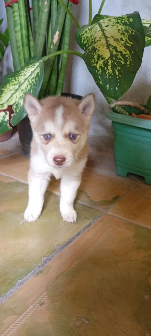 Husky Siberiano puros olhos azuis marinho (3 Fêmias)  - Foto 2