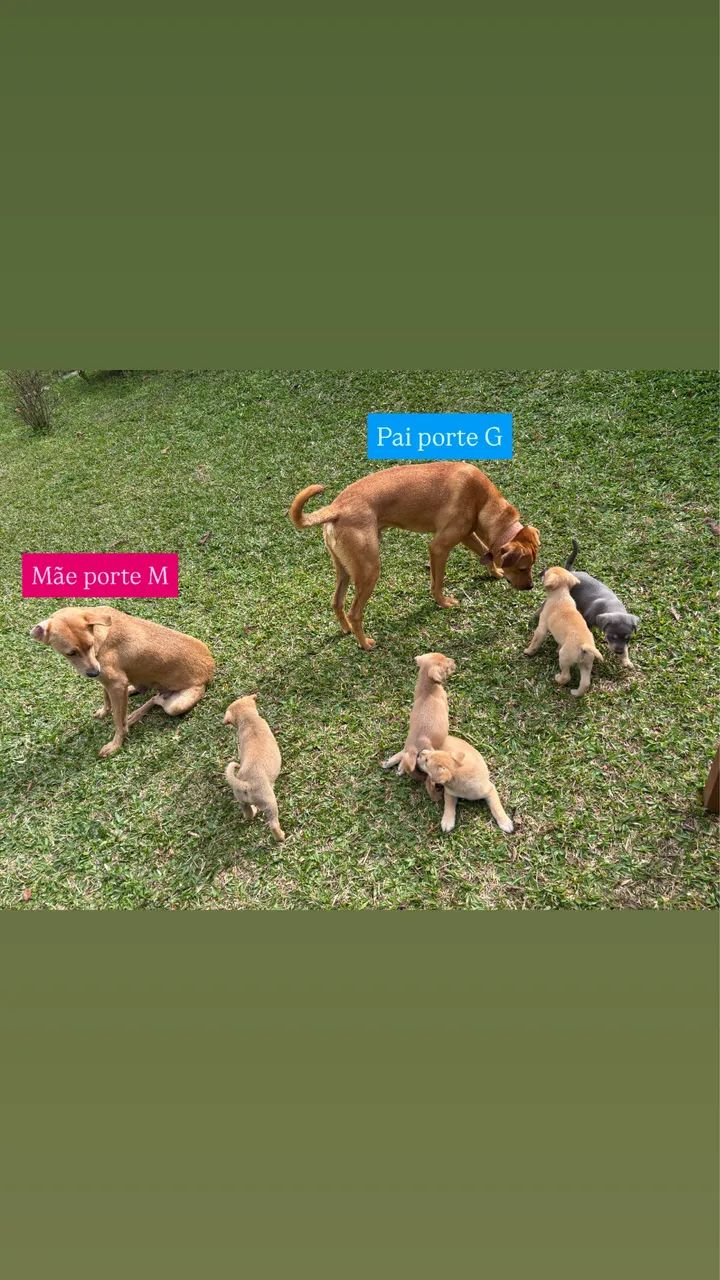 Filhotes vira latas para doação  - Foto 3