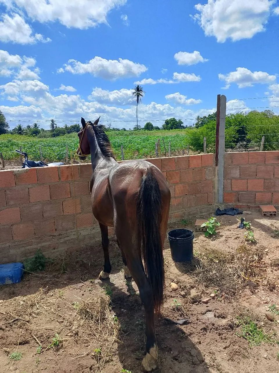 Égua  - Foto 2
