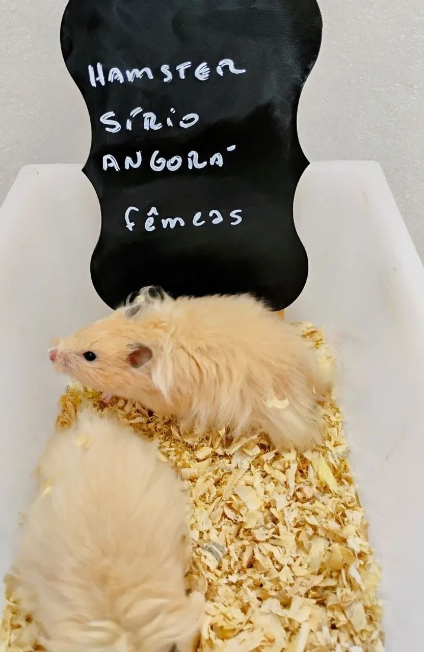 Hamster Sírio, Angorá e Anão Russo Filhotes  - Foto 3