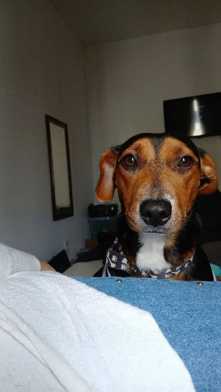 Doando cachorrinha  - Foto 2