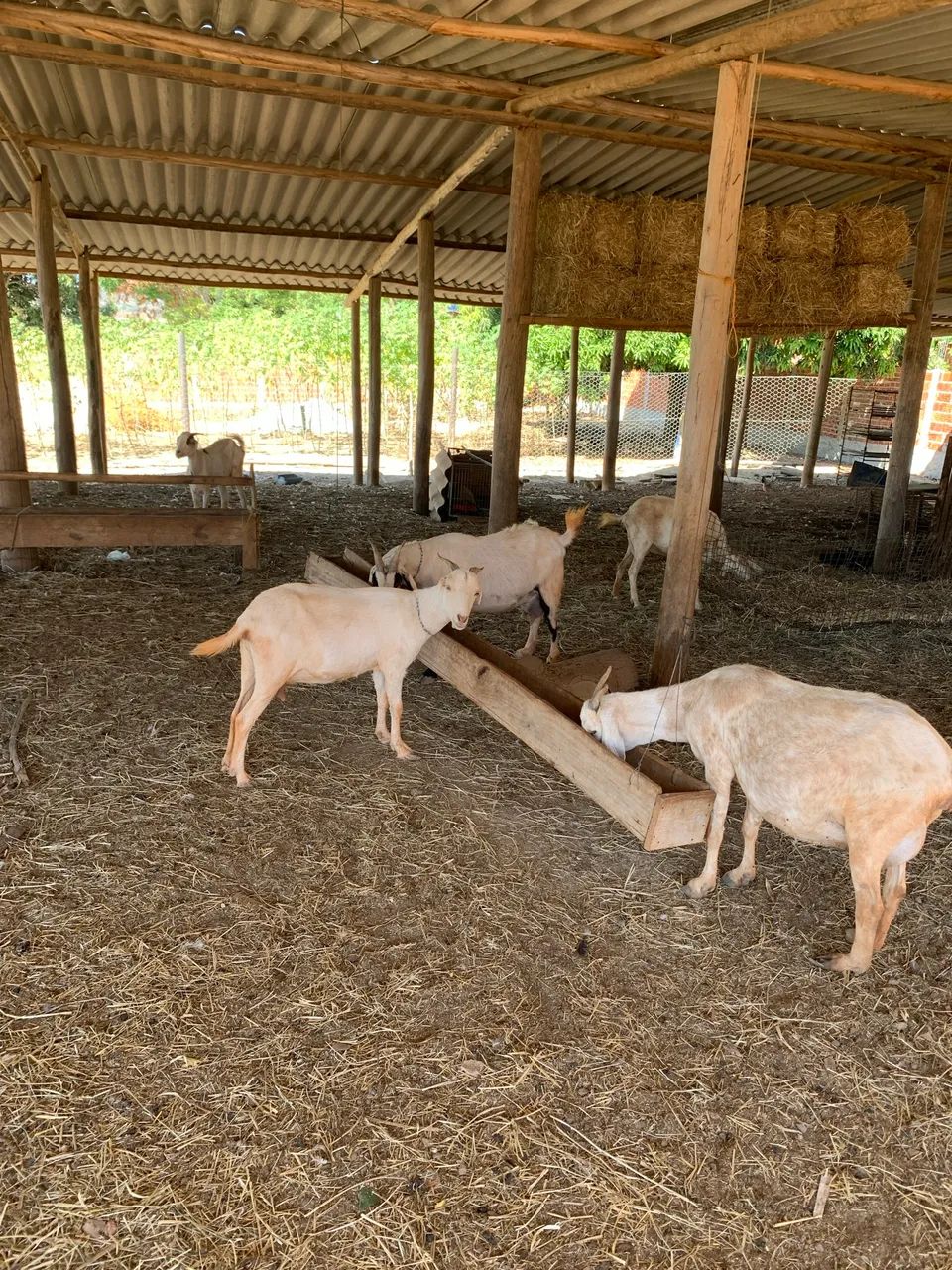 Cabras senen  - Foto 2