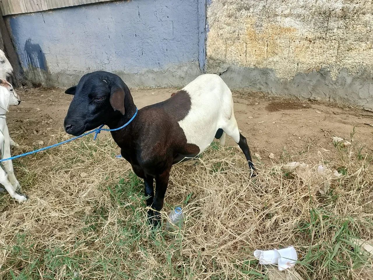 Carneiro  - Foto 2