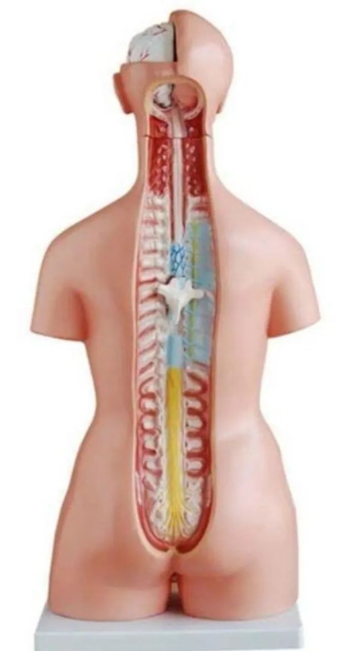 Torso Humano Bissexual - Foto 2